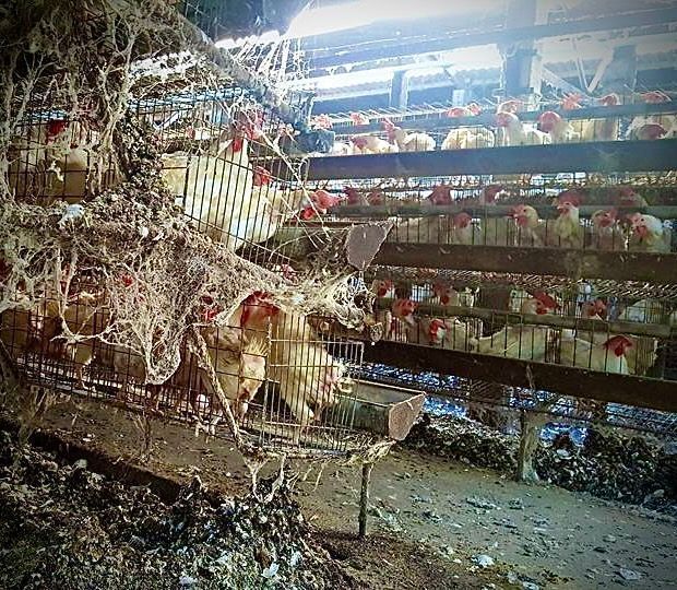 Typical cleanliness level of a farm where you get your #eggs from. Are you okay with this? 🤔