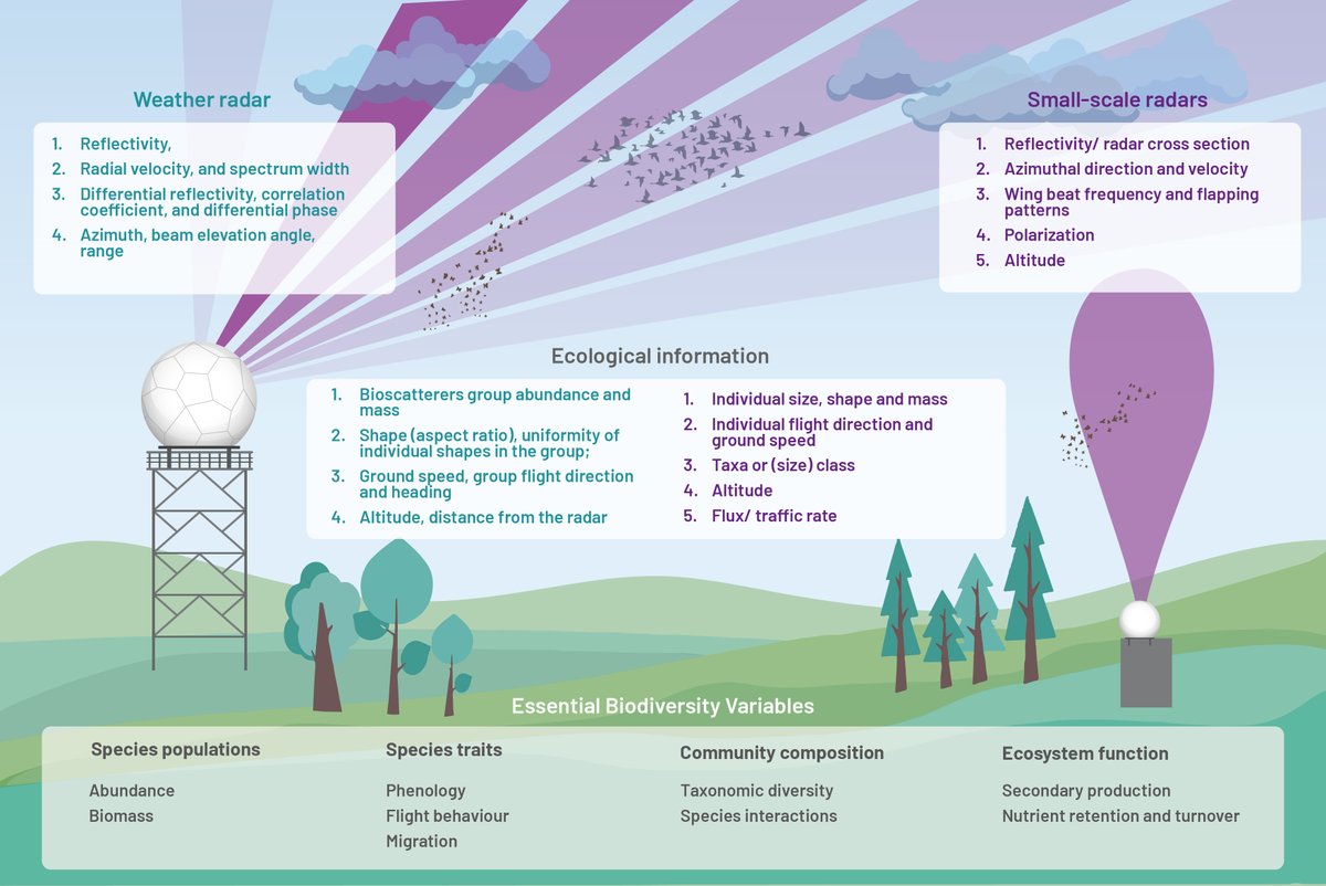 Great developments within #insect #biodiversity monitoring royalsocietypublishing.org/toc/rstb/2024/…. And doable with #radar!