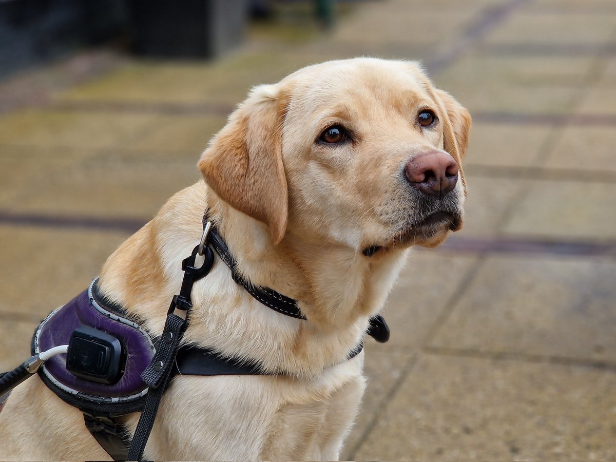 Erin.. 💖
#geleidehond #guidedog #KNGFgeleidehonden