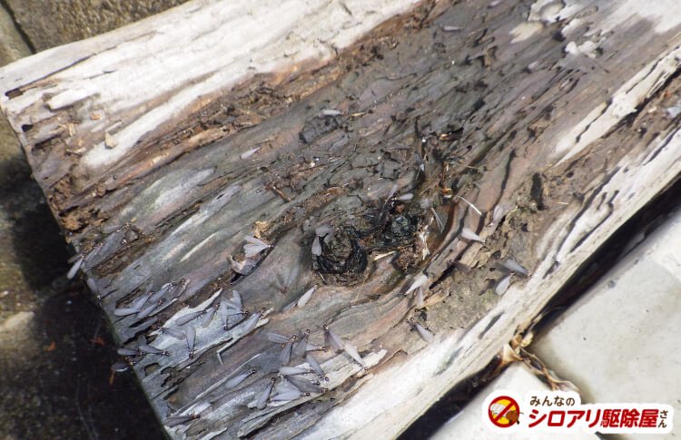 ちなみに羽蟻の被害写真😭
#チューチューybs
