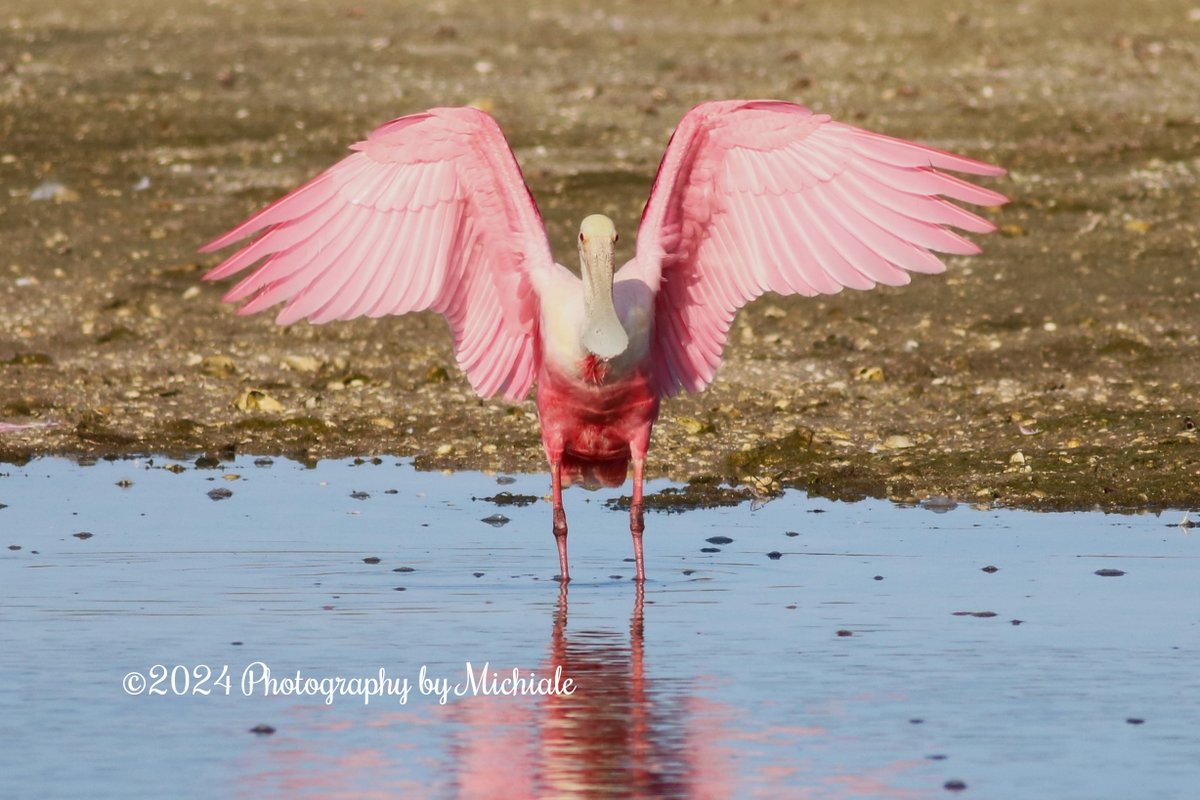 'The angel on my shoulder is purely decorative...' (A roseate spoonbill at Ding Darling Wildlife Refuge on Sanibel Island, Florida)