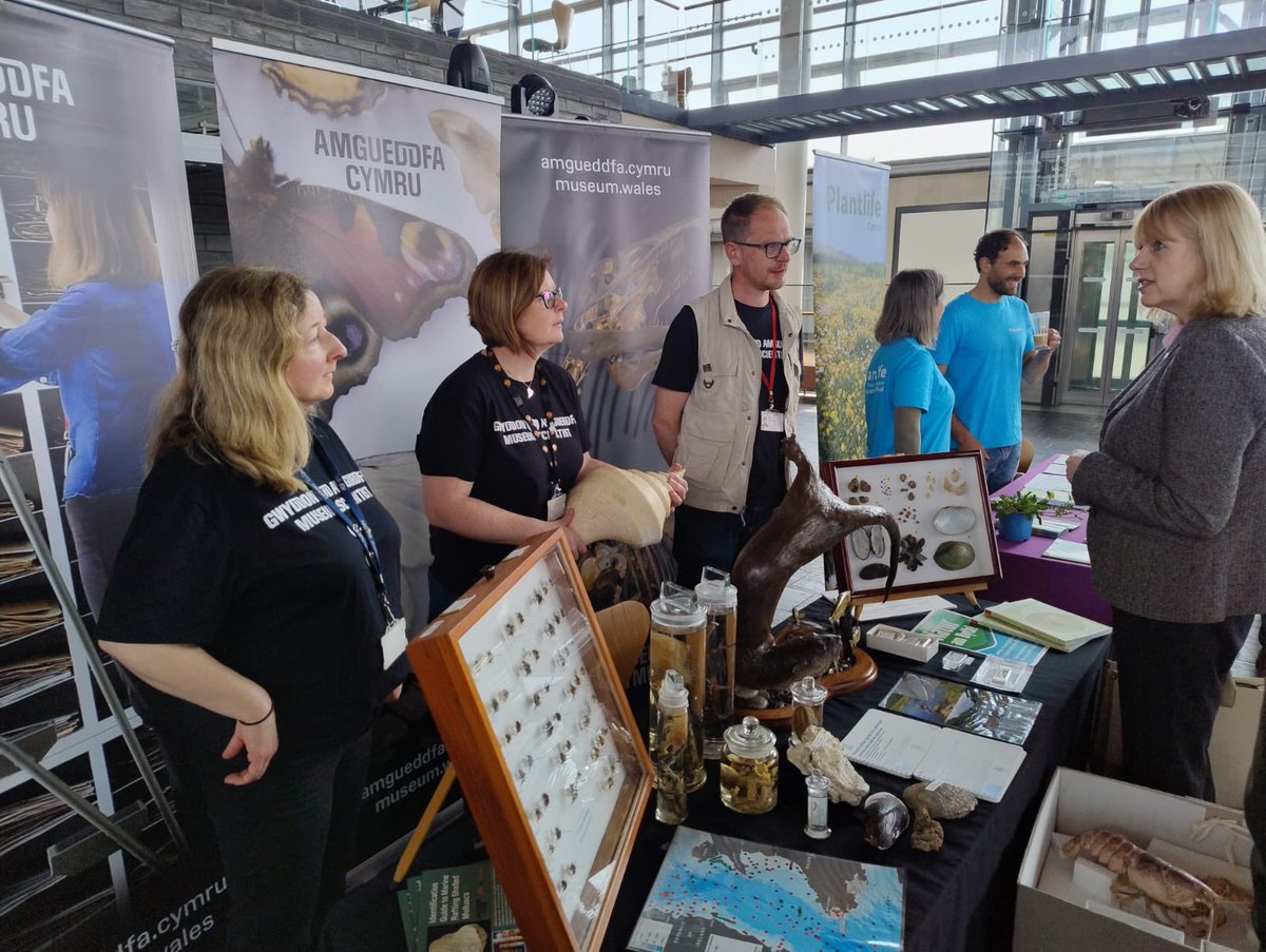 Talking to @CThomasMS at today’s Biodiversity Day @SeneddWales. We are highlighting the collections and research from @AmgueddfaCymru including invasive species, describing new species and monitoring Welsh Biodiversity #NaturAmByth