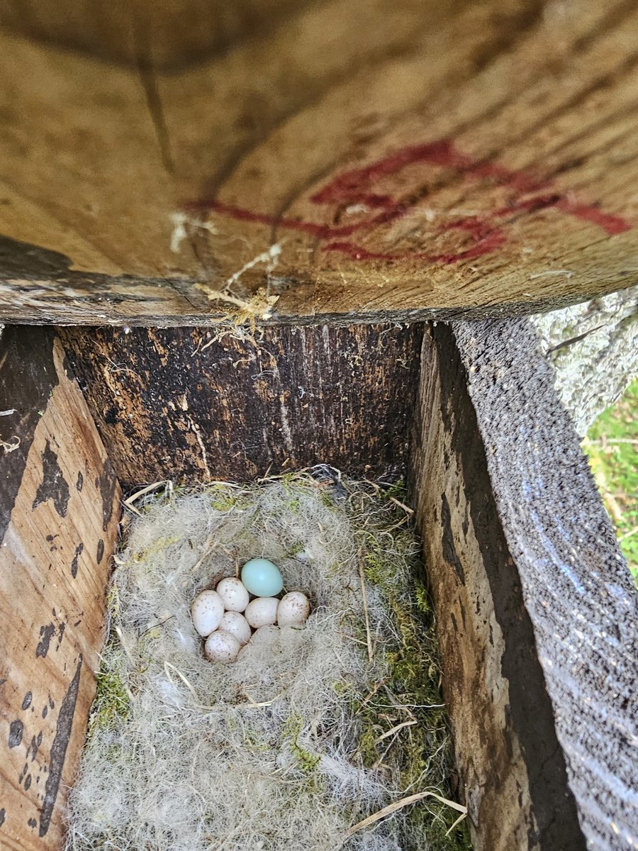Egg dumping by a Pied Flycatcher in a Blue Tit box. The female Blue Tit was incubating this clutch yesterday. It will be interesting to see what happens if the Pied Flycatcher egg hatches.