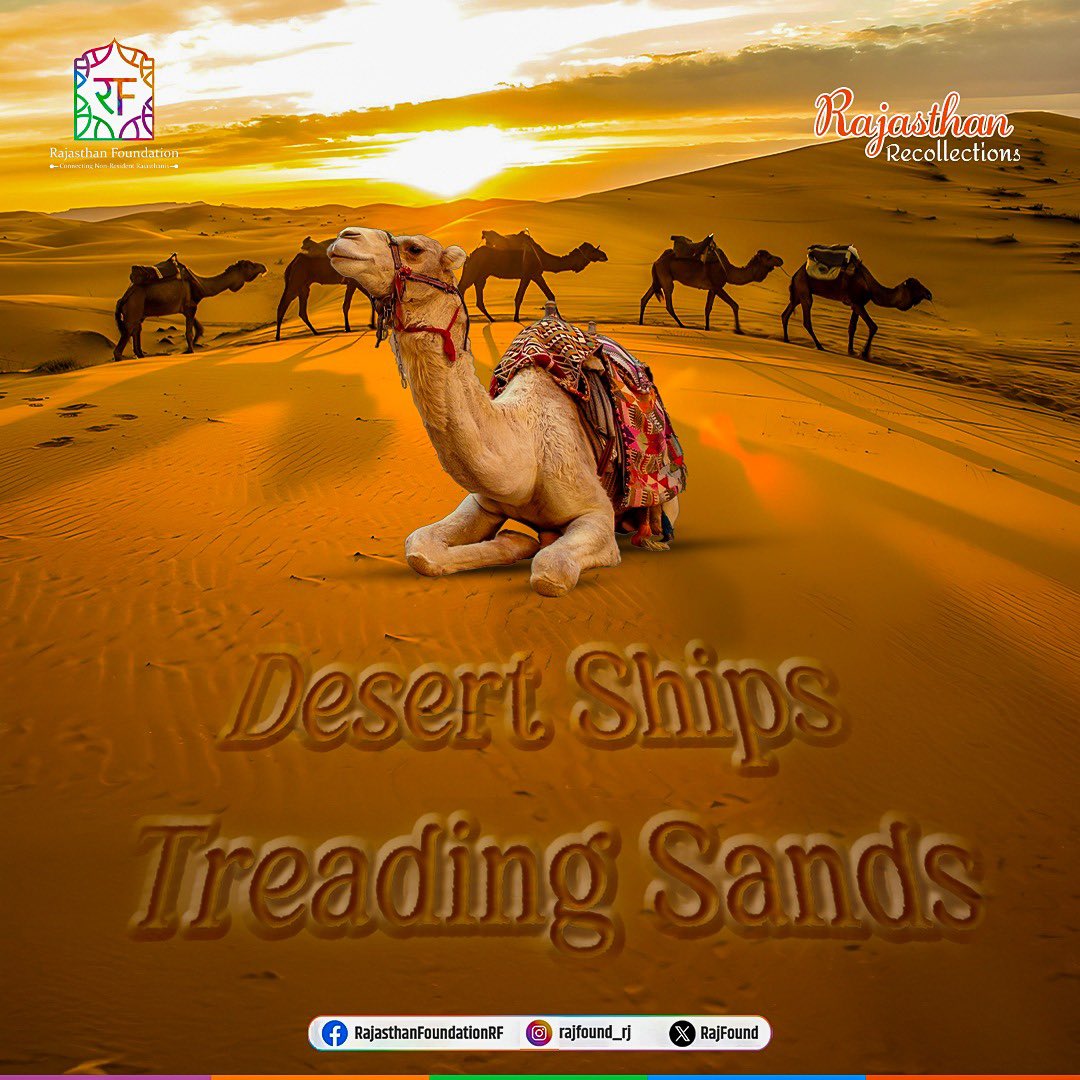 In the rhythm of camel hooves lies the melody of nostalgia. Share your camel safari tales with #RajasthaniRecollections

#RajasthanFoundation #rajasthanipravasi #rajasthantourism #rajasthaniculture #NRIs #rajasthan #connectingrajasthanis #nrrs