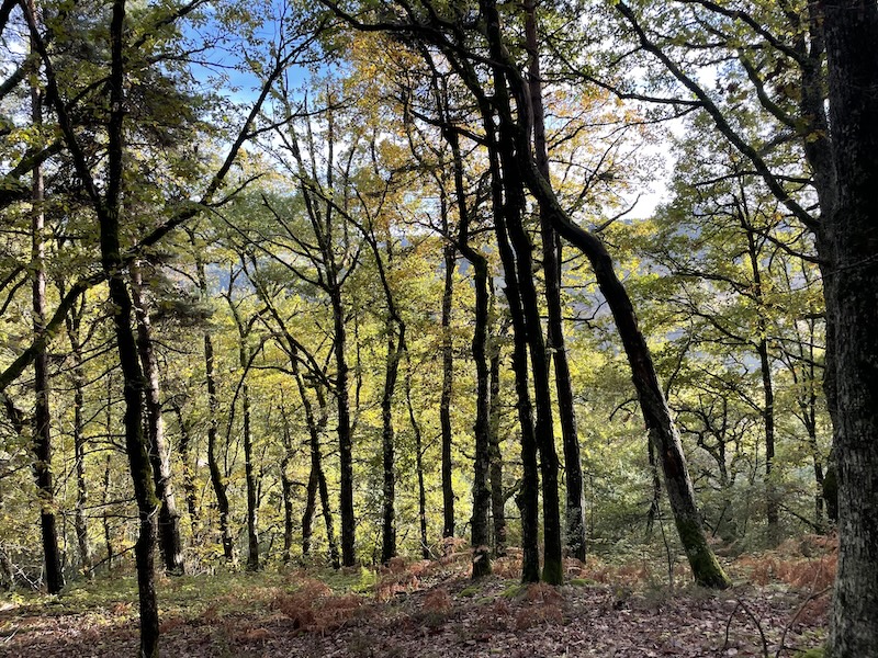 🚨🌲 Urgence environnementale : nos #forêts sont-elles en péril ? Entre artificialisation des sols, #changementclimatique et invasion d'espèces exotiques, découvrez les défis à relever pour les préserver bit.ly/4auFq2E