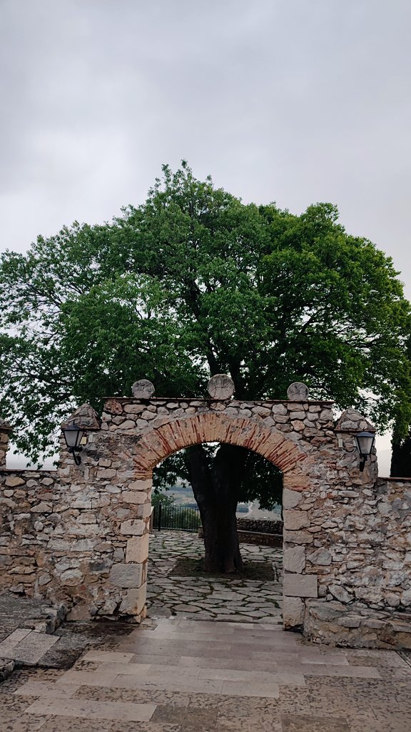 A un món individual x damunt d'allò col·lectiu, on prima allò q té un alt preu en €, n'hi ha indrets on un arbre pot arribar a ser un arbre sagrat. Sagrat perquè és de totes i tots, perquè representa l'ànima d'un poble i un lloc. És el cas del lledoner d Sant Mateu. Ell és un +