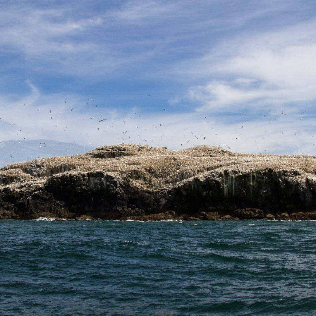 From the famous Atlantic Puffin colony at Skomer to the breeding ground for over 39,000 pairs of Gannets at Grassholm, visitors to Pembs Coast’s offshore islands are guaranteed to create magical memories that last a lifetime ⛵💙