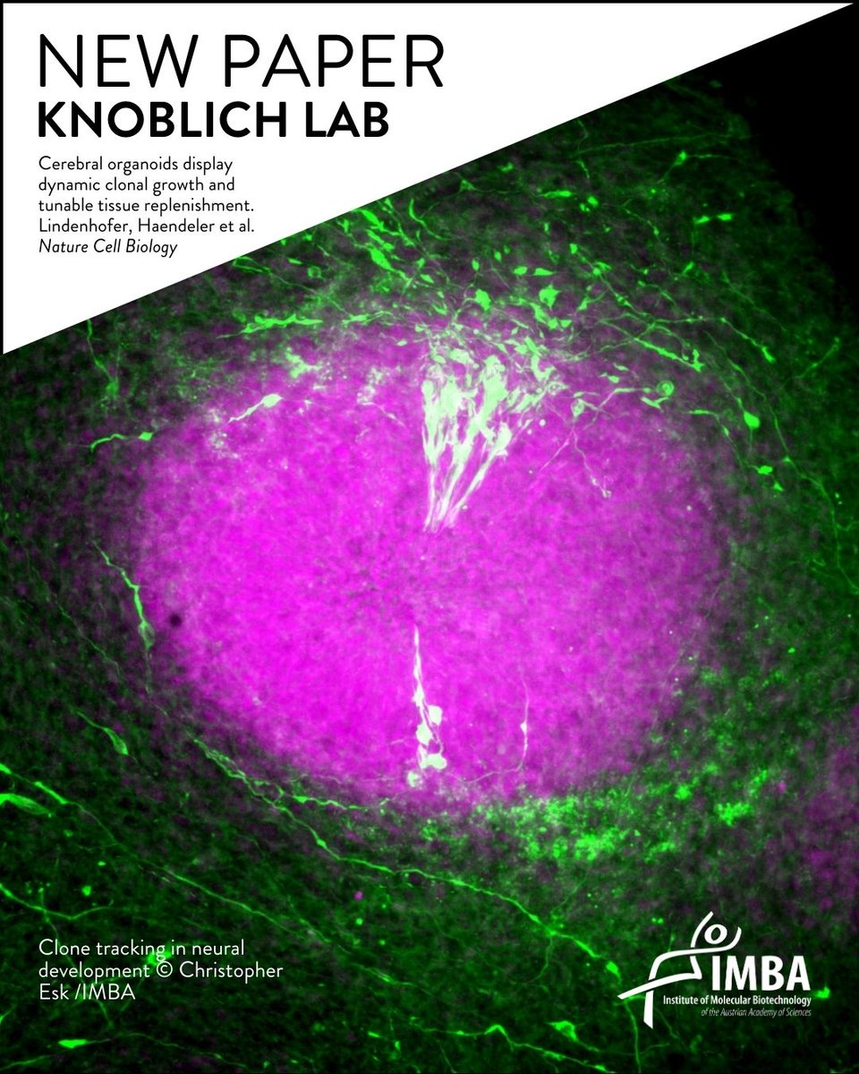 New paper alert! Jürgen Knoblich and his team describe how so many more neurons are generated in the human brain than in the brains of other animals. Now out at Nature Cell Biology. Find out more: bit.ly/44yAfNc