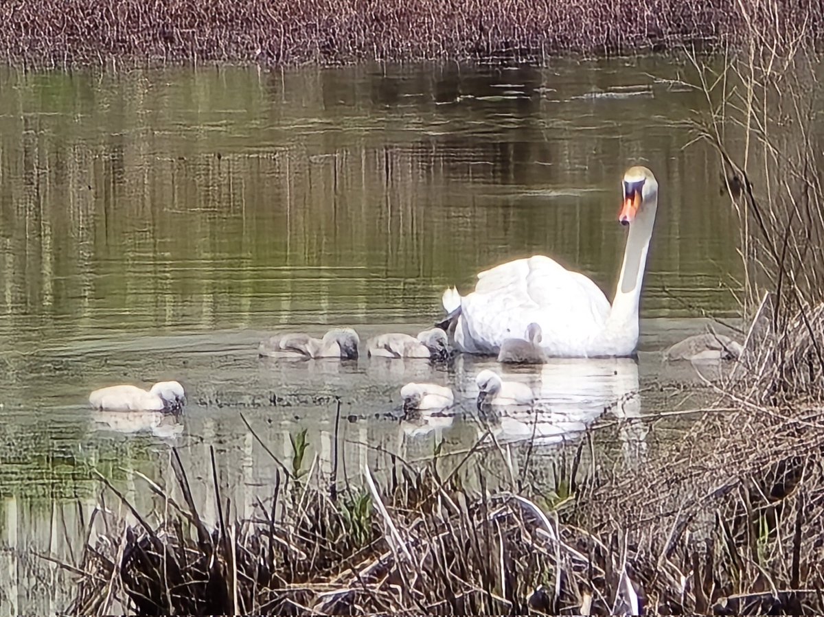 @Met_CindyFitz I wanted to share this with you momma swan with her babies in Hudson Mass