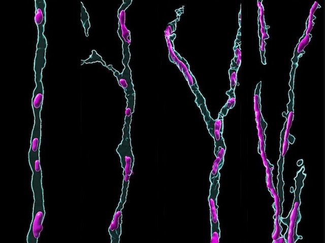 #Mitochondria fusing in newly developing #neurons in adulthood plays a key role in synaptic plasticity #neuroscience. Image & research by Sandra M.V. Kochan et al @bergami_lab @CECAD_ in @NeuroCellPress. Links & image licence info on bpod.org.uk/archive/2024/5…