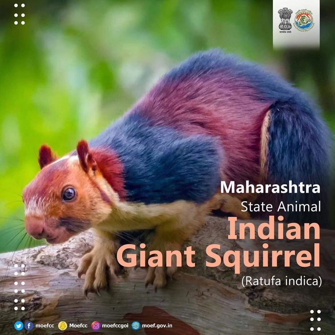 Maharashtra State Animal Indian Giant Squirrel (Ratufa indica) #ChooseLiFE #MissionLiFE @moefcc @NWRailways