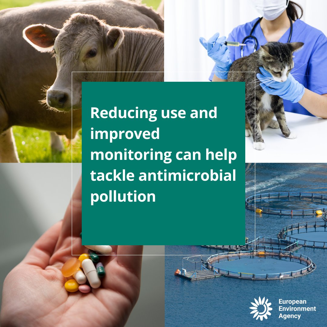 🆕While the use of #antimicrobial drugs in farmed animals and in aquaculture has decreased, the on-going presence of antimicrobial residues in the #environment poses risks to #ecosystems & our #health.
Find out more in our #EEABriefing out today:eea.europa.eu/en/newsroom/ne…