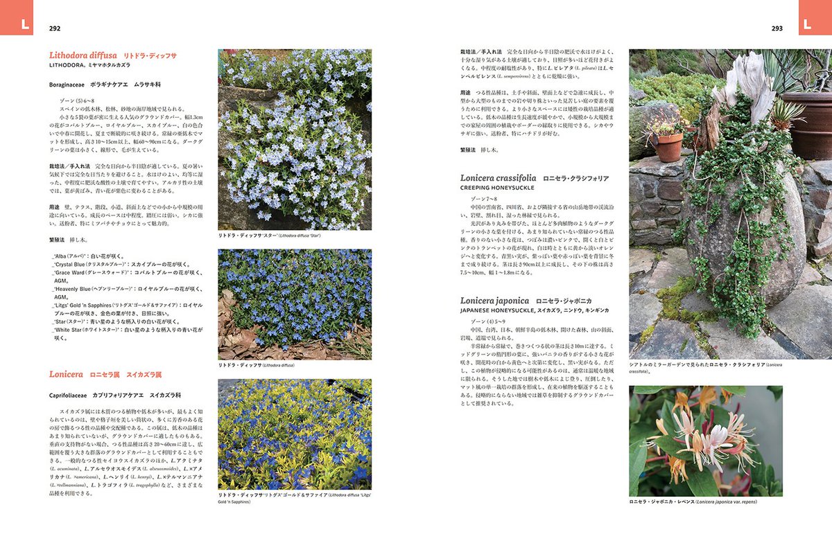 Gsha_design's tweet image. 🌿好評既刊🌿
#地被植物　の決定版❗

『#植栽 デザインのための4000種
グラウンドカバープランツ大全』

4000 種以上について、これ以上ない詳細さで解説した本書📚️

日本語版監修者の　#飯島健太郎 氏がこの本を利用する上での留意点や、日本での #グランドカバープランツ…