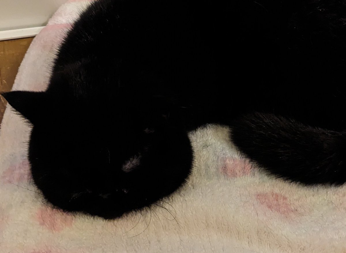 毛布にね
ジューッと染み込む
おれオレオ💗

#黒猫　#猫のいる暮らし　#エキゾチックショートヘア　#cat