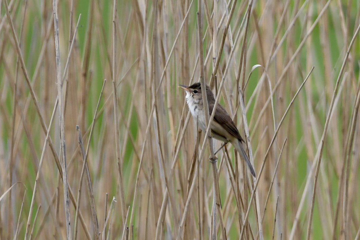We had some really good bird sightings at Abberton yesterday for the under-25s walk. 2 Black Terns, 3 Hobbies, close Barn Owl fly past, good views of Reed Warbler and more! With @OliCWildlife @EBBINS26 and others @EssexBirdNews