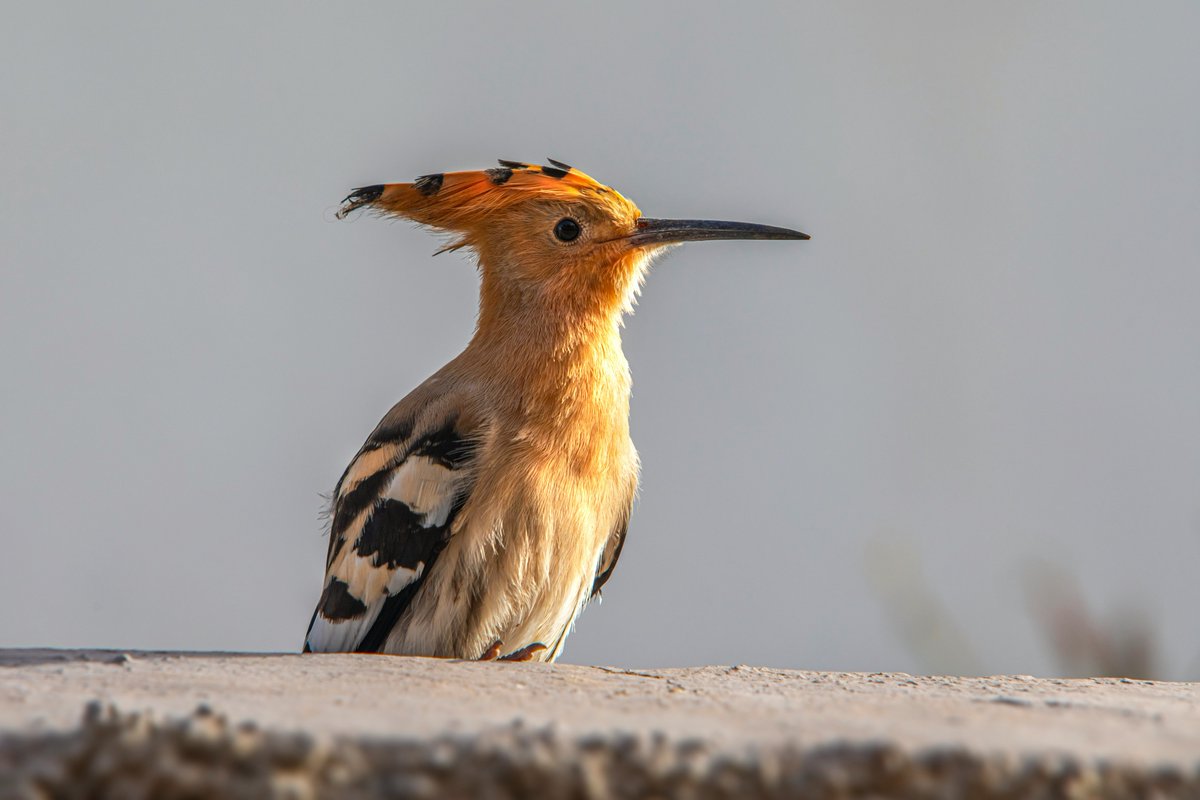 A majestic hoopoe, its long beak gleaming, surveys its domain from a rocky ledge.  Such a striking bird!  #hoopoe #nature