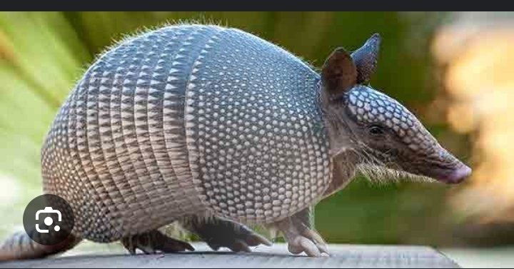 As prolific diggers, armadillos contribute to soil aeration and nutrient cycling, enhancing the overall health of swamp ecosystem. Let's keep them! #ActforNaure #WhatHasChanged @CSDevNet1 @WWF @NCSFPAS @CSDevNet_steve