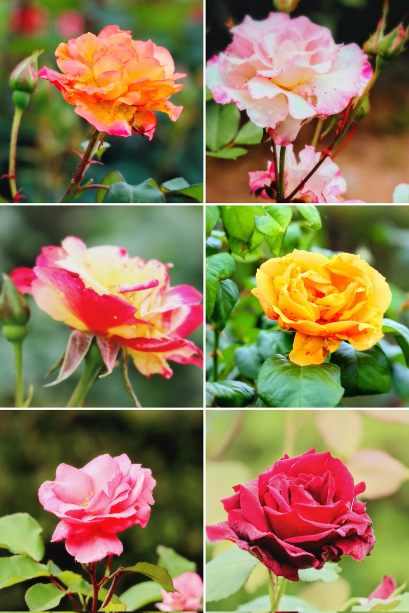 大好きな薔薇の季節がやって来ました♪🌹 色とりどりのフラワーパークの薔薇達♪ 漂う甘い香り…😌 蕾が沢山なので これから楽しみです♪