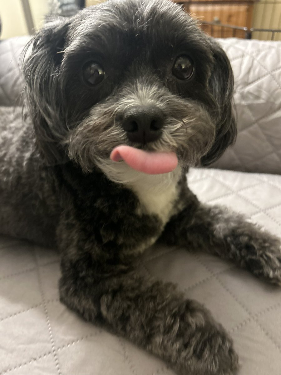 #TongueOutTuesday 👅
#tot #dogsofX #Xdogs #dogsoftwitter #dogsoftwittter #dogsontwitter #TuesdayFeeling