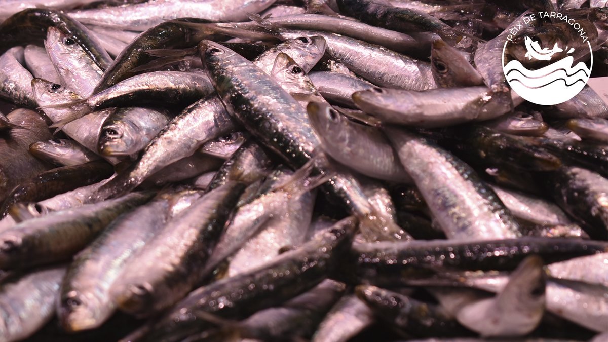 I al maig!!! SARDINA🐟#PeixDeTGN

✍️ Sabies que...?
👴Les sardines tenen una longevitat mitjana de 8 anys, arribant en alguns casos a 15 anys.
🌊 Viuen allunyades de la costa, encara que en alguns moments s'acosten al litoral.
🔗 tarragona.cat/comerc/product…
@MercatsTGN #Km0