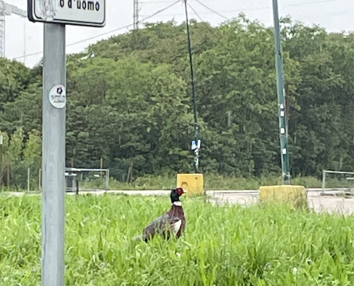 A large pheasant (which always reminds me of the brand Jack Wills) 🇮🇹🇬🇧