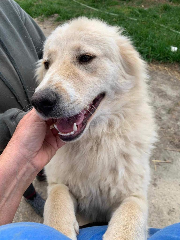 Hi, my name is Noah and I love EVERYONE 🥰 Especially you! I’m 2 years old and I love being brushed and I love new friends and I’d love it even more if you can help me find a real home 🏡 Please share me 🙏 pawprints2freedom.co.uk/apply-to-adopt… #adoptme #adoptable #romanianrescue