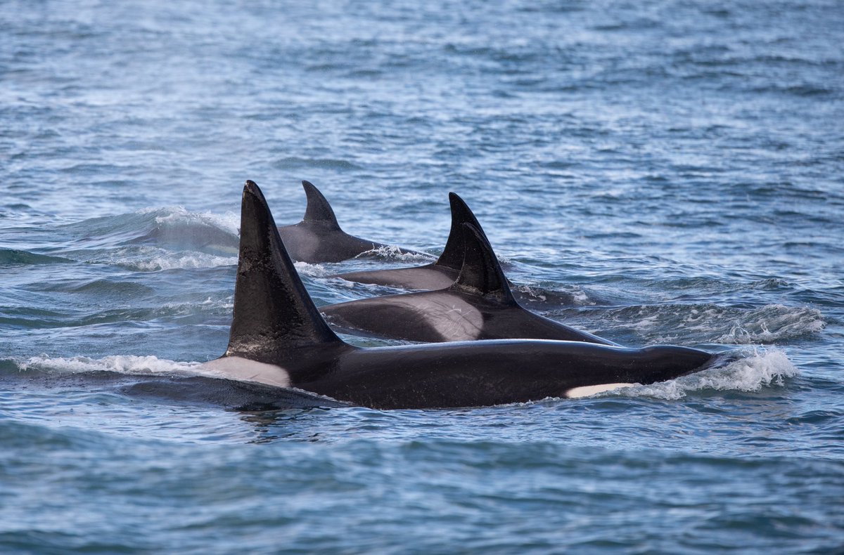 Buen día 🌞 Punta Norte - Patagonia Argentina 🇦🇷 #chubut #madryn #patagonia #argentina #wildlife #orcas #freeorca #killerwhale