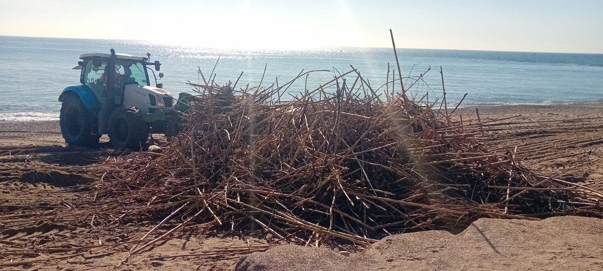 Encara continuem retirant residus que no deixen d'arribar a les #platgesmetropolitanes des del darrer temporal Primer, manualment residus antròpics, després les canyes que es porten a plantes de compostatge Els troncs seran refugis de biodiversitat en zones de vegetació dunar