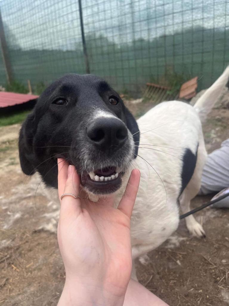Hi, my name is Bianca and I don’t know why I haven’t had any applications because I’m very friendly and I love meeting people 😢 I’m 3 years old and my bags are packed, could you please share me? 🙏 pawprints2freedom.co.uk/apply-to-adopt… #adoptable #adoptme #adoptdontshop