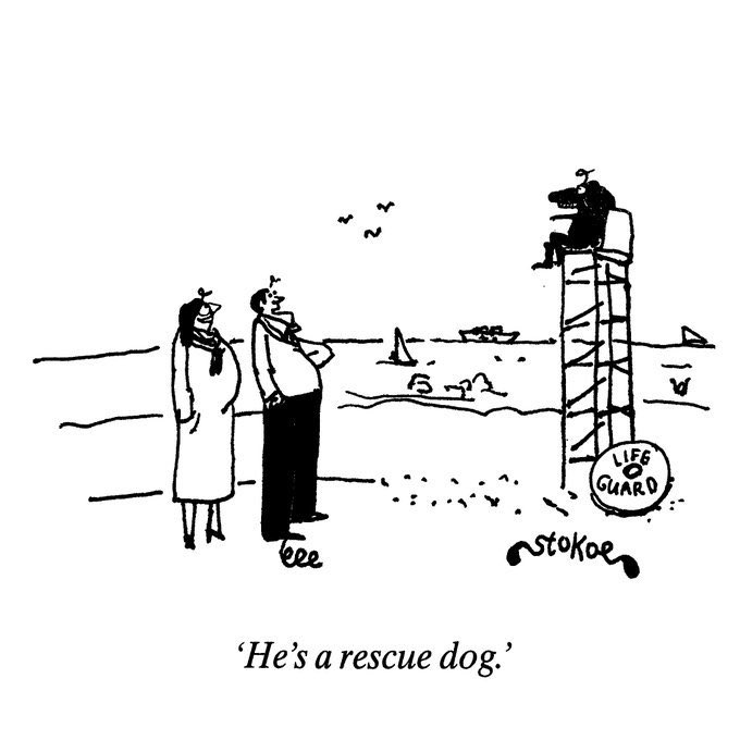 If you see this post a dog 🐾 #artshare #artist #dog He’s a rescue dog… #rescuedog #cartoon from The Spectator by #stokoecartoons