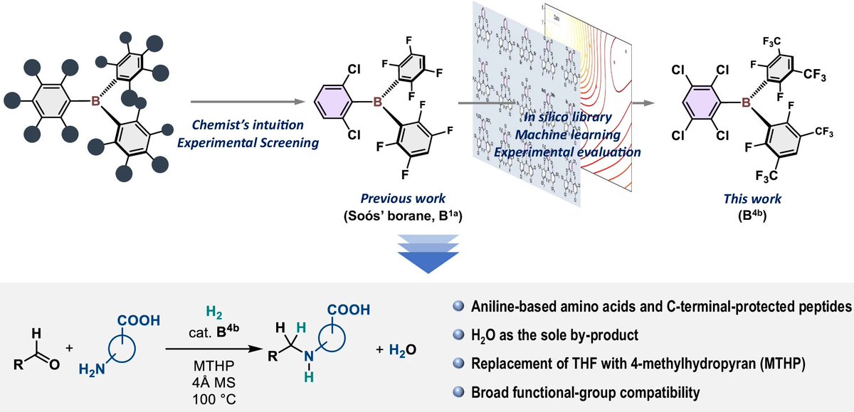 In-silico-assisted derivatization of triarylboranes for the catalytic reductive functionalization of aniline-derived amino acids and peptides with H2 (@NatureComms): nature.com/articles/s4146… (@YHoshimoto).