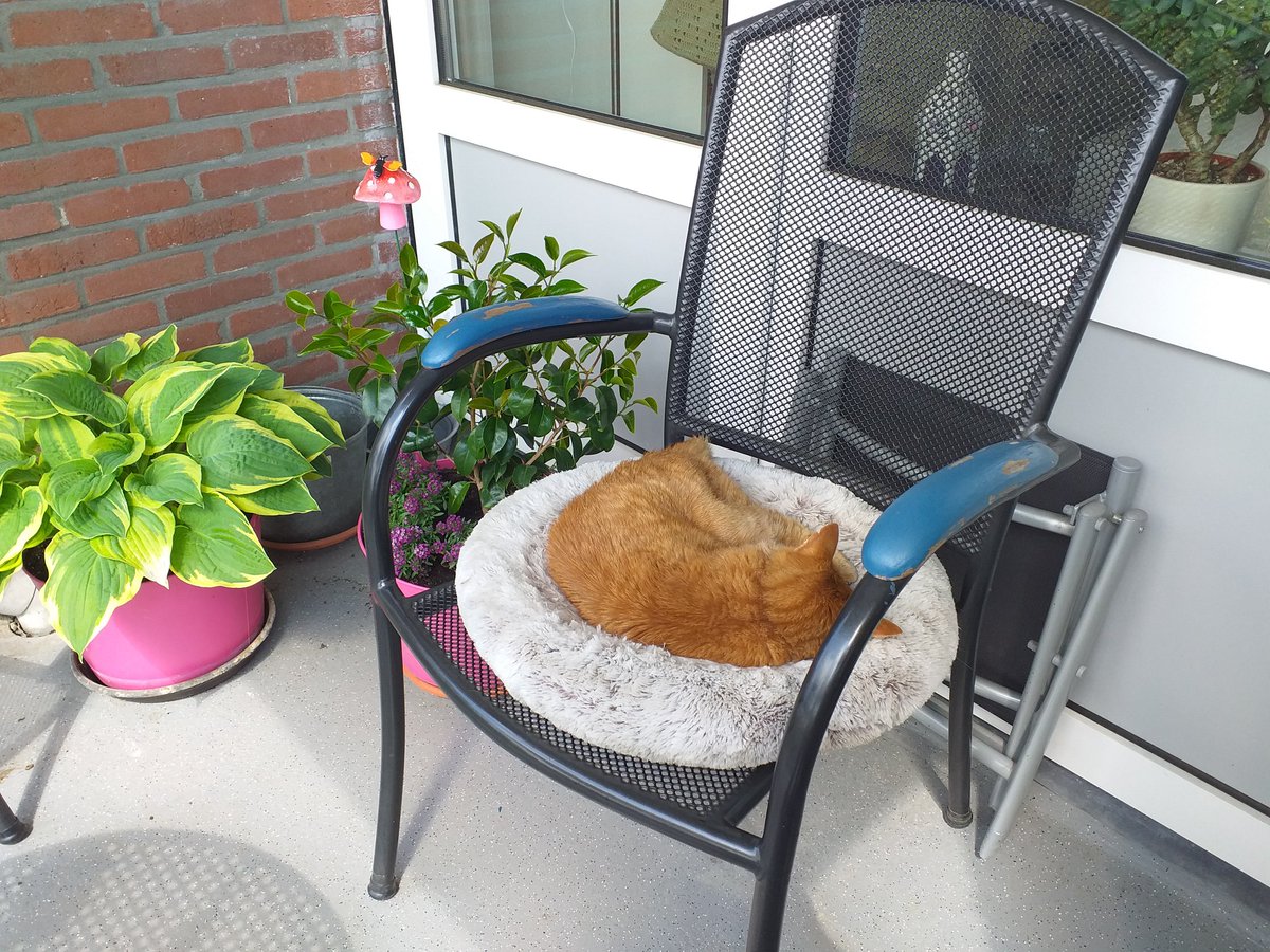 Goejemiddag furriendjes en personeel, fijne Dinsdag🧡😽👋💞
Vrouwmens heb weer fijn één vanne me mandjes oppe ut balkon inne een stoel legd😸💤

Good afternoon furriends and staff,happy Tuesday🧡😽👋💞
Mom nicely put one of my beds on the balcony in a chair again😸💤

#Hedgewatch