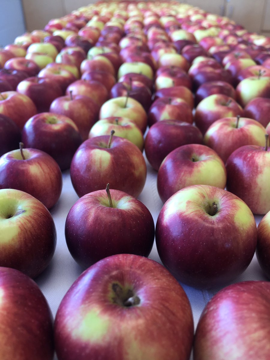 Get ready to make some noise Holy Spirit! Over 400 apples ready to go. #TheBigCrunch simultaneous snacking is happening today! 🍎🍏#CatholicEducationWeek #NuriousingMindBodyandSpirit