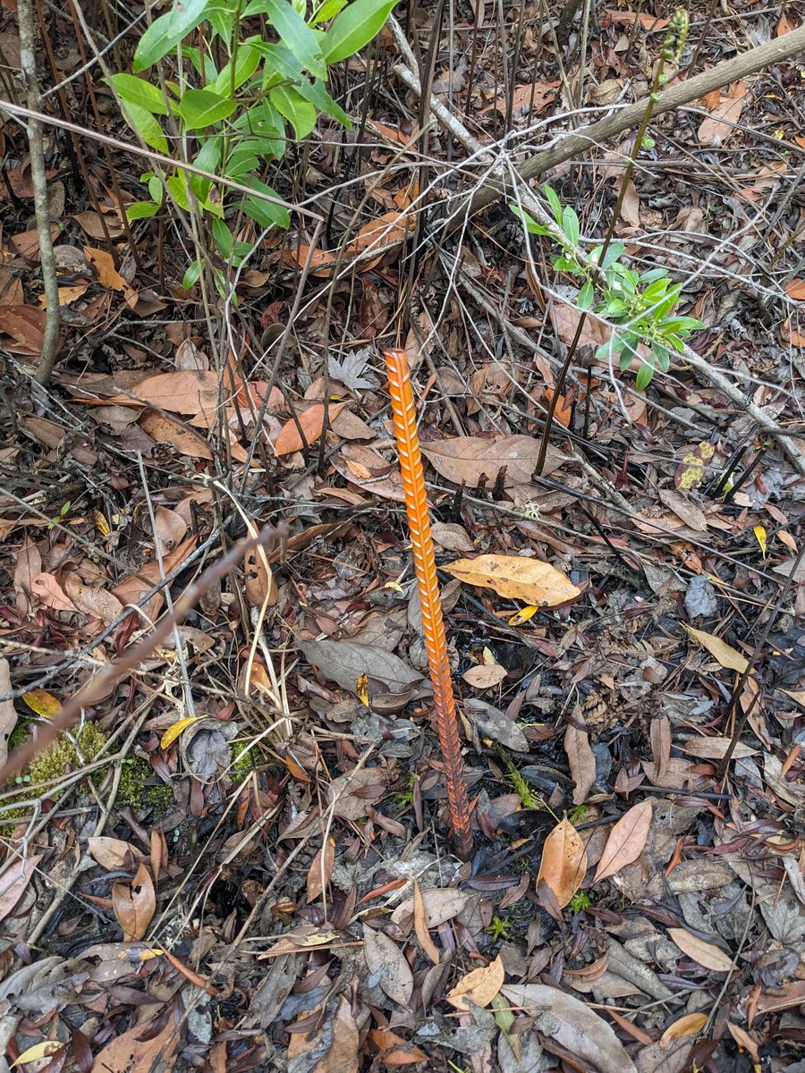 Semester is over so I'm back in the field with my grad student Harrison. He's sampling some veg plots that were originally set up by @carBenPoulter in 2003. That orange rebar is mostly gone, but hanging on in a few plots