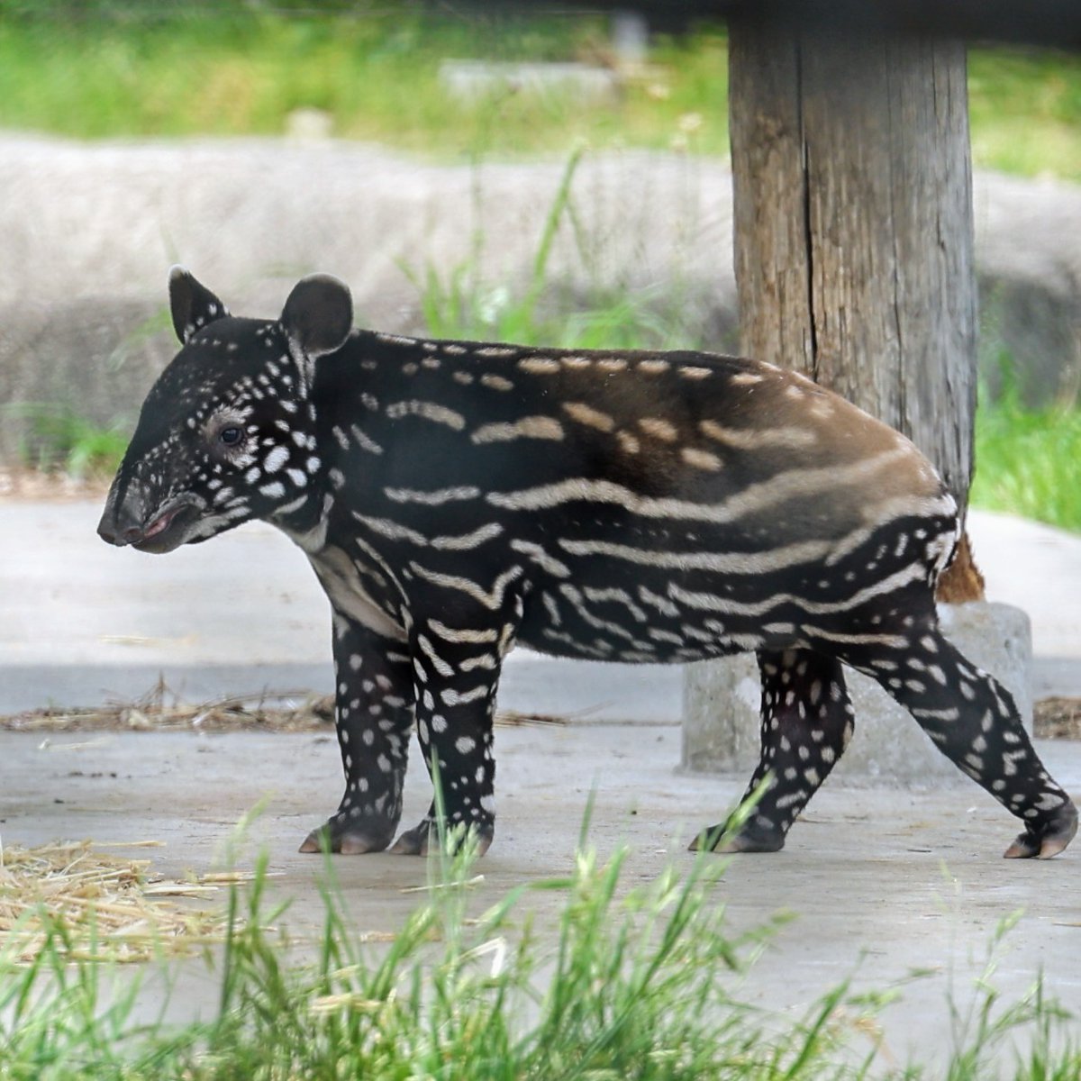 お名前発表されたね🤗
【まこも】くん💚宜しくね❣
飼育員さんの想いの込もった名前✨

まこも♂
2024年4月3日生まれ
父ヒカル　母ワカバ
2024/4/26㈮撮影📷
#マレーバク 
#まこも
#群馬サファリパーク
#tapirusindicus 
#malayantapir