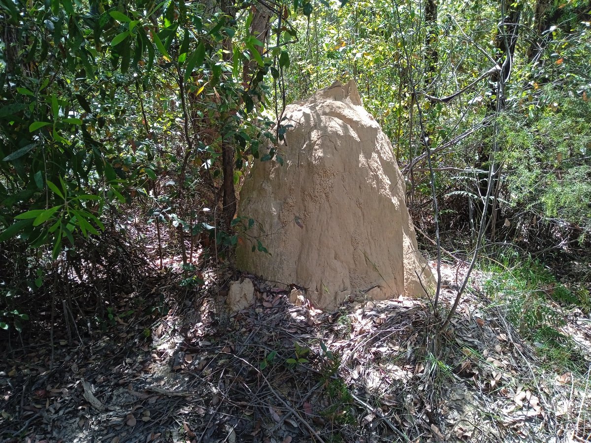 Scuola IMT Alti Studi Lucca (@imtlucca) on Twitter photo 🍃Termites are the architects of the #natural world. Their elaborate nests can be giant. How can they do that? A new study coordinated by prof. Andrea Perna published in the journal <a href="/eLife/">eLife - the journal</a>, discovered their secret: humidity. Read in <a href="/NatureItaly/">Nature Italy</a>👉shorturl.at/abjPQ #research 🍃Termites are the architects of the #natural world. Their elaborate nests can be giant. How can they do that? A new study coordinated by prof. Andrea Perna published in the journal <a href="/eLife/">eLife - the journal</a>, discovered their secret: humidity. Read in <a href="/NatureItaly/">Nature Italy</a>👉shorturl.at/abjPQ #research