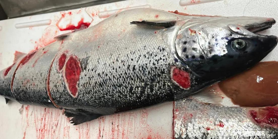 A staggering 48.7% of Mowi’s harvest volume was classified as “production fish.” These are fish that exhibit injuries or wounds, necessitating corrective measures before exportation @InfoMattilsynet @Salmon_Business #Mowi What % in Scotland? @MowiScotlandLtd