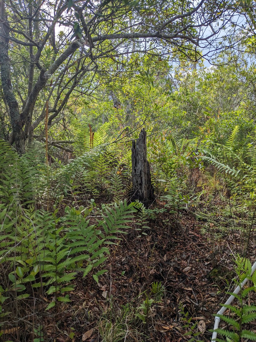 This site is a pond pine forest on completely organic soil. The vines and thick shrubs make it hell to work in, but it's so beautiful. Just look at this sphagnum. This is where carbon goes to get sequestered.
