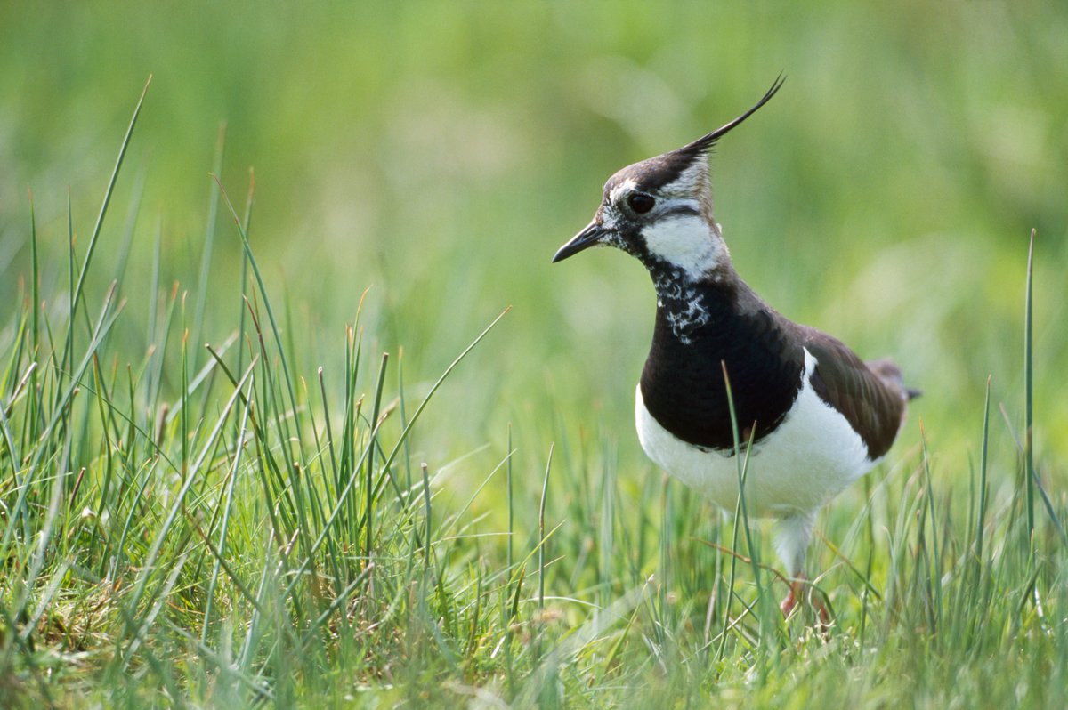 📢 RSPB Suffolk are recruiting!📢Could you help us work with farmers to improve the fortunes of wading birds like this stunning Lapwing? Apply here➡️tinyurl.com/WetGrasslandAd…