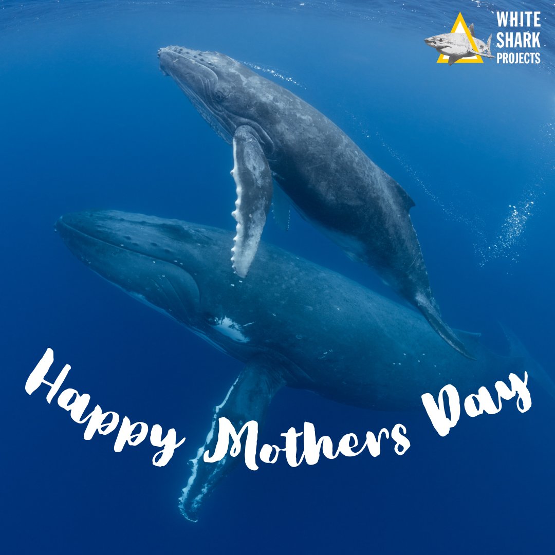 Happy #MothersDay from #WhiteSharkProjects! 🌹🦈 To all the incredible mothers in #SouthAfrica and beyond, today is a celebration of your unconditional love, unwavering strength, and endless sacrifices. May your day be filled with love, joy, and cherished moments. 💖