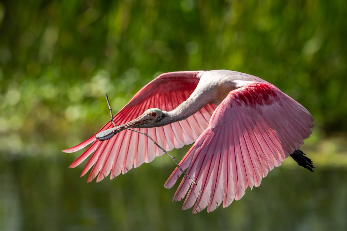 More sticks for the nest...
Roseate Spoonbill
#photography #NaturePhotography #wildlifephotography #thelittlethings