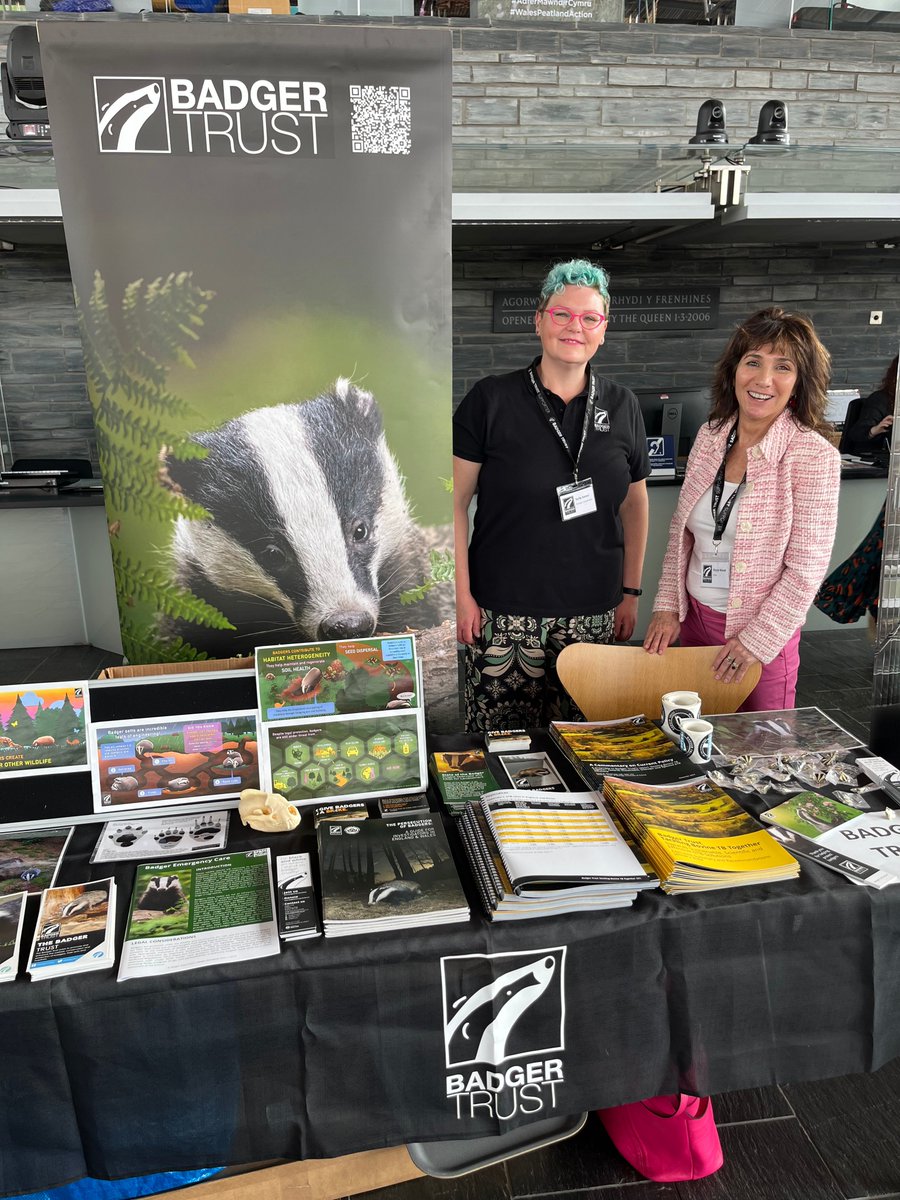 We're ready for @SeneddWales @SeneddCymru #BiodiversityDay, an event celebrating #biodiversity and no-mow May! If you're here today, visit us between 11:30 & 13:00 to learn about #badgers and how they're excellent #ecosystem engineers 🌱 🦡 @CThomasMS