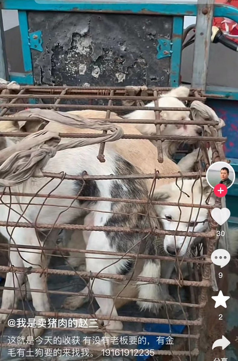 A #dogmeattrader from Sichuan, China, urging  dog owners to sell their dogs to him.

'This is today’s harvest. If your boss wants it, if you have a golden retriever or a native dog, come to me.'

#dogmeat #dogmeattrade #Yulin2024 #stopyulin #wearenotfood