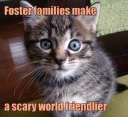 #CatsOfTwitter #CatsOfＸ #DogsofTwitter #AnimalLover Good morning all. Happy #TunaTuesday and #NationalFosterCareDay Mommy says fosters are important for animals and people. It helps both deal with the world and learn things they will need to know for life.