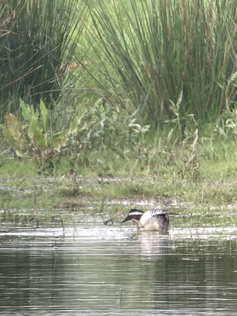 3 drake Garganey still Exminster Marsh 1150am at least on end pool by fisherman’s car park viewed from canal bank also 4 Hobby overhead