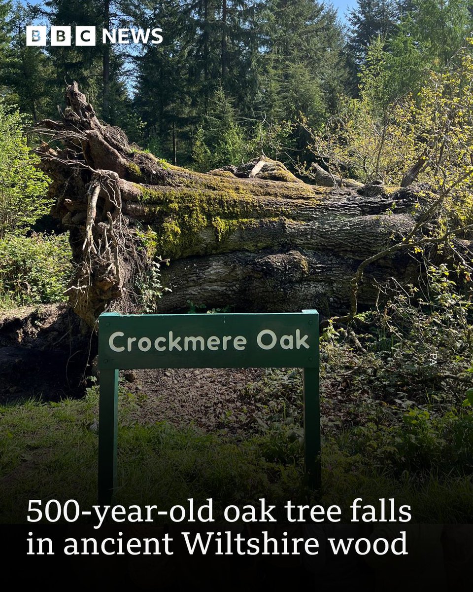 Sad news from Savernake Forest 😞 Crockmere Oak has fallen. At the moment, it's not clear why it happened.