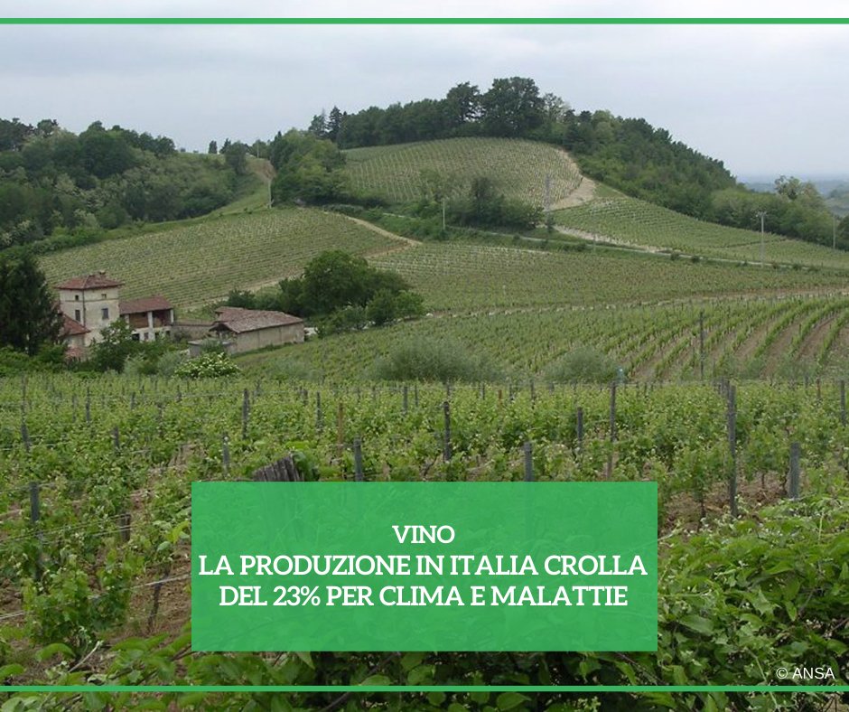 Un rapporto della #Commissione europea ha calcolato che tra agosto 2023 e luglio 2024 l'UE vedrà un calo della produzione di #vino del 10% su base annua a causa 'delle condizioni meteorologiche avverse', trainato da Italia e Spagna. #ANSATerraGusto ➡ bit.ly/3UQAgsM