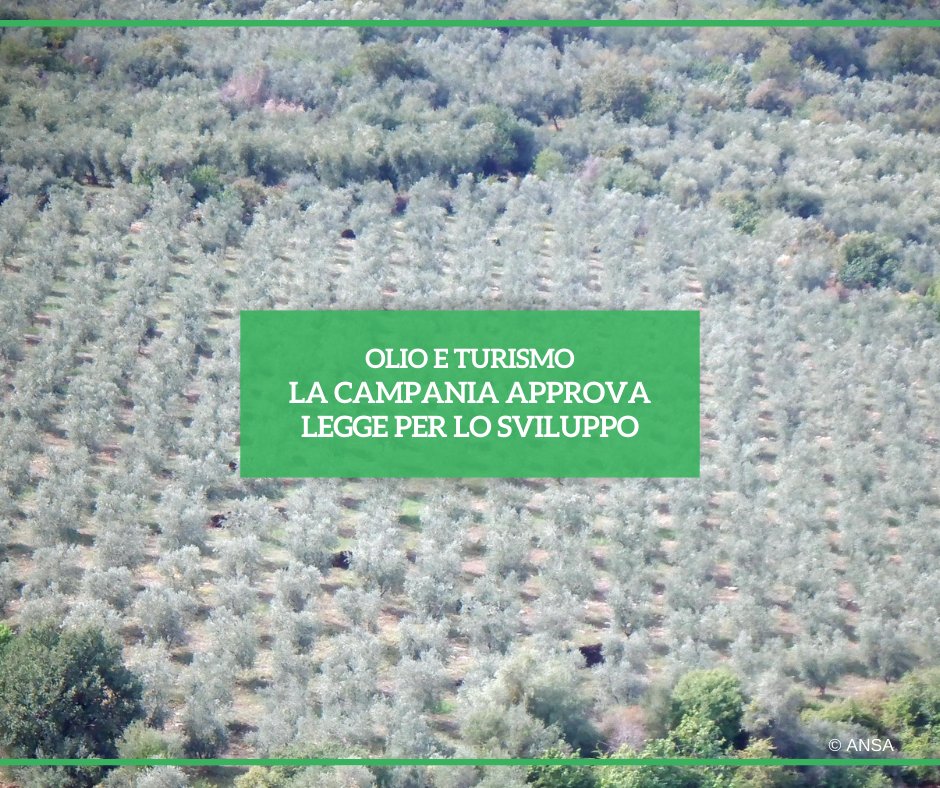 In #Campania c'è stato un proliferare delle attività legate all'#olio e per questo il Consiglio regionale ha deciso di approvare una legge che ne disciplini la crescita anche in chiave #turistica esperienziale. #ANSATerraGusto ➡ bit.ly/3wgzewG