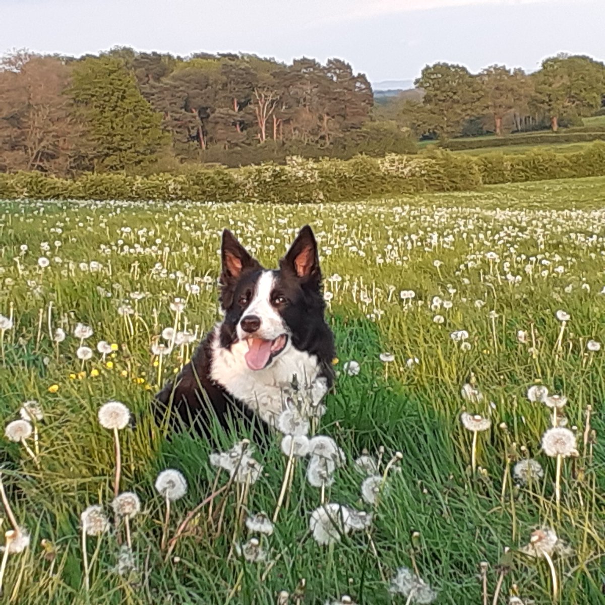 Thank you Dawn 'A little update on Jackson who we rehomed nearly 9 months ago. He settled in perfectly, the easiest collie we have ever had, his previous owners should be proud of the way he was brought up. Thank you for the work you do for these special dogs.'