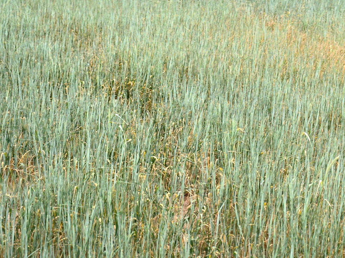 Bahar yağışları hububatta bitki gelişimi ve rekolte için büyük önem taşırken, aşırı yağışlara bağlı olarak sarı pas hastalığı ve anaç süne riski ortaya çıkmıştır. Çiftçilerimizin emeklerinin zayi olmaması için zamanında ilaçlama yapması oldukça önemlidir.